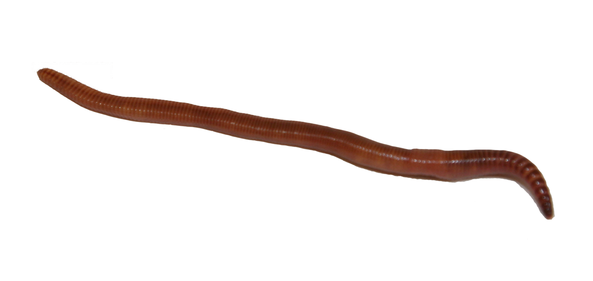 download red worms for sale near me