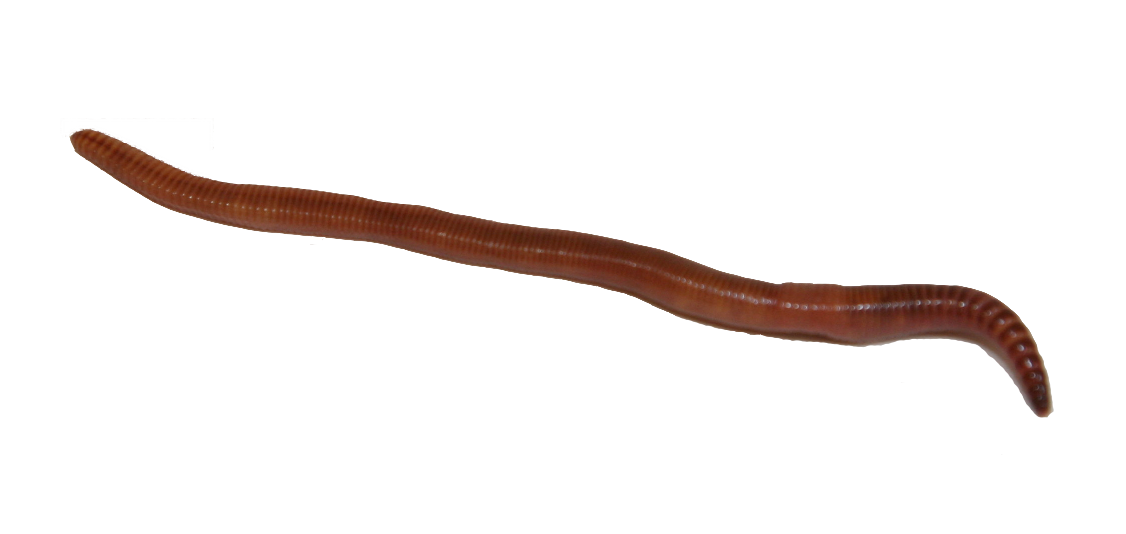Big Red Worms - DMF Bait