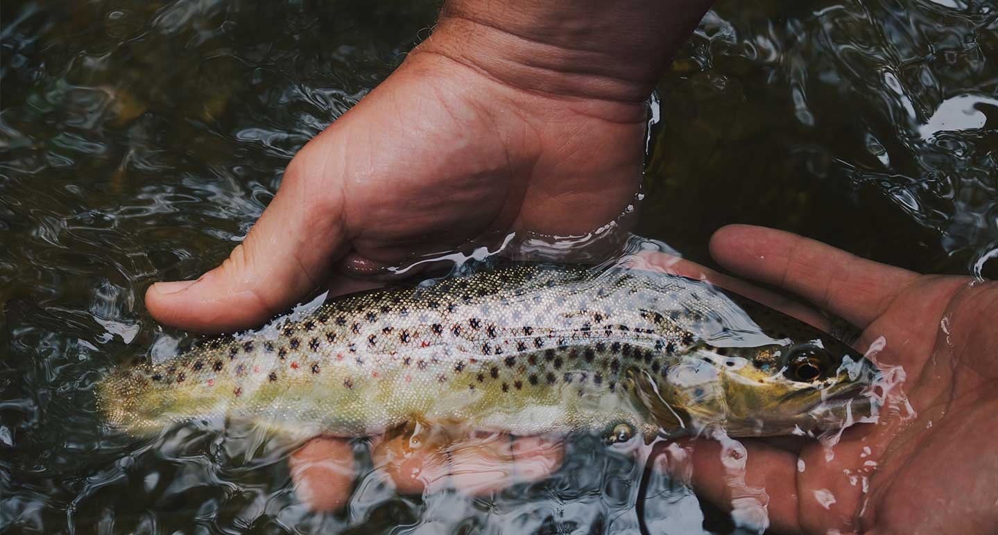 Live Baits for Trout