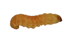 Butterworms - DMF Bait