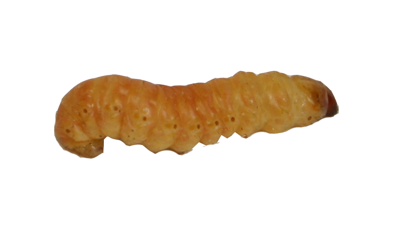 Butterworms - DMF Bait