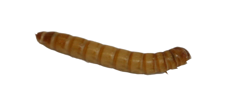 download mealworms for sale