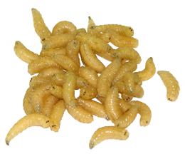 Buy 500 Maggots Spikes Live Bait Ice Fishing Grub Worms Reptile